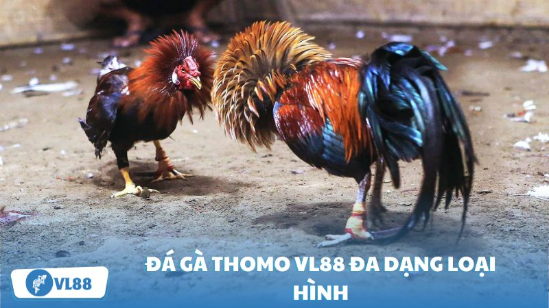 Đến với sảnh game, người chơi có thể chứng kiến sự đa dạng của các loại hình đá gà