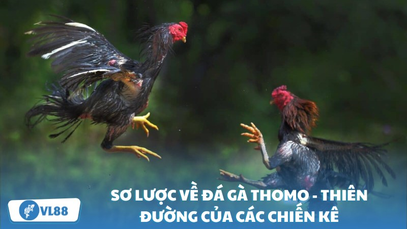 Sơ lược về Đá gà Thomo – Thiên đường của các chiến kê